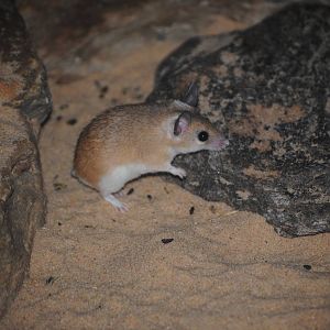 Arabian Spiny Mouse