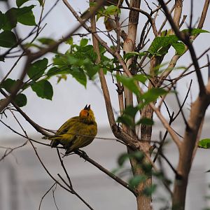 Taveta Golden Weaver