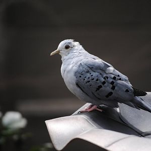 Blue Ground Dove