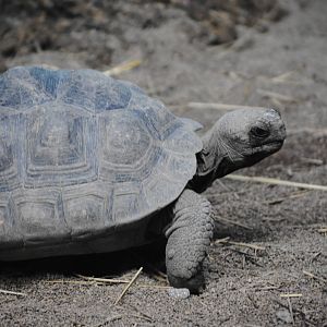 Volc?n Darwin Giant Tortoise