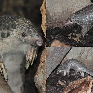 Chinese Pangolin (Manis pentadactyla pentadactyla) April 2014