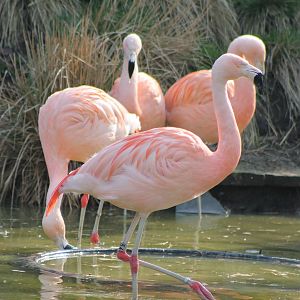 Flamingos