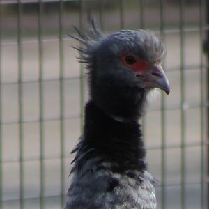 Crested screamer