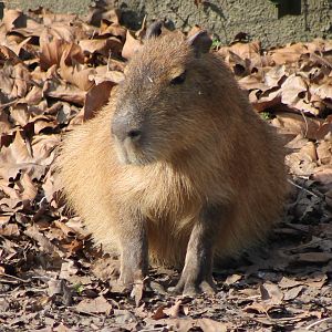 Capybara