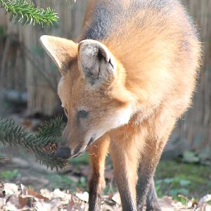 Maned wolf