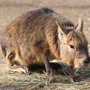 Patagonian cavy