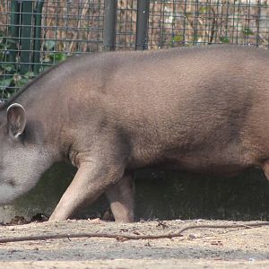 Lowland tapir