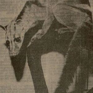 Banded palm civet