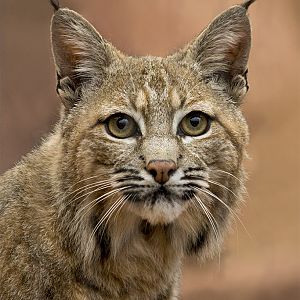 Bobcat in Burgers' Desert, 4/27/14