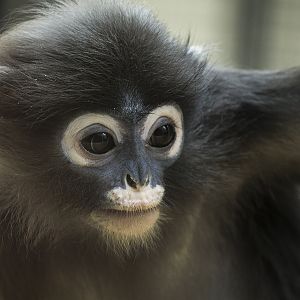 Young Dusky Leaf-monkey at Burgers Zoo, 4/27/14