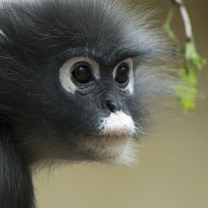 Dusky Leaf-monkey at Burgers Zoo, 4/27/14