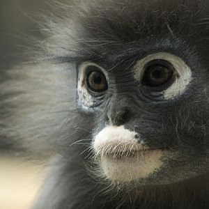 Dusky Leaf-monkey at Burgers Zoo, 4/27/14