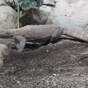 Komodo Dragon (Varanus komodensis)