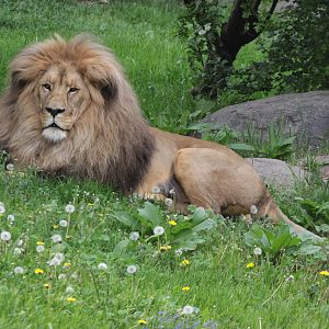 Southwest African Lion (Panthera leo bleyenberghi)