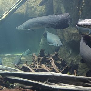 Aquarium with Arapaimas, South American River Turtles ...