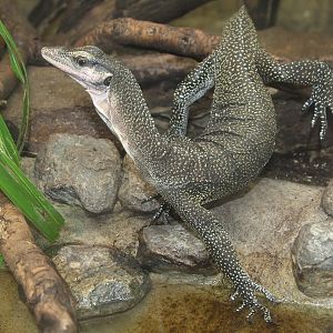 Peach-throated Monitor (Varanus jobiensis)
