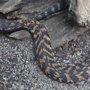Ring-necked spitting cobra (Hemachatus haemachatus)