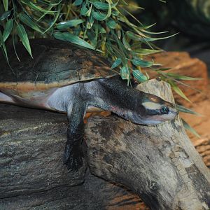 Red-Bellied Short-Necked Turtle