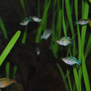 Lake Kutubu Rainbowfish