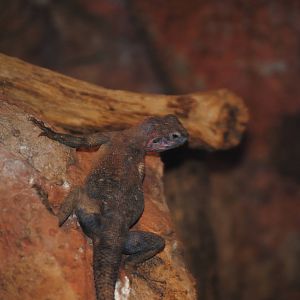 Mwanza Flat-Headed Rock Agama