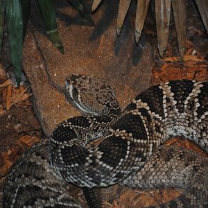 Eastern Diamondback Rattlesnake