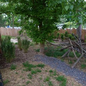 Patagonia; Pudu enclosure