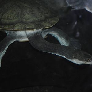 Giant Snake-Necked Turtle