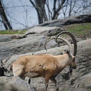 Nubian Ibex