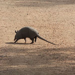 Nine-Banded Armadillo