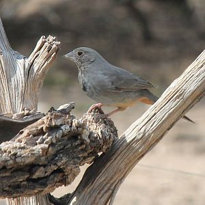 Canyon Towhee