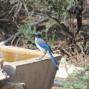 Western Scrub Jay