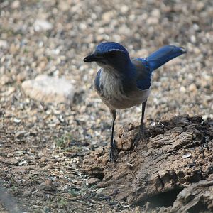 Western Scrub Jay