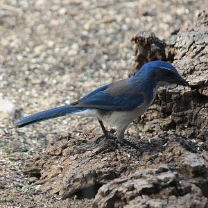 Western Scrub Jay