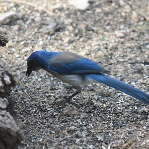 Western Scrub Jay