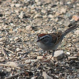 Chipping Sparrow