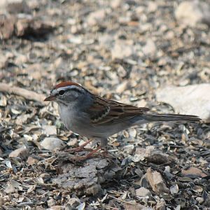 Chipping Sparrow