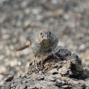 Canyon Towhee
