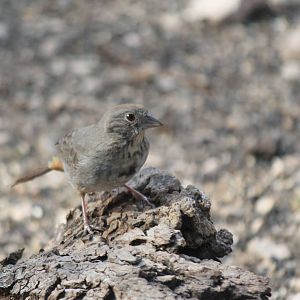 Canyon Towhee