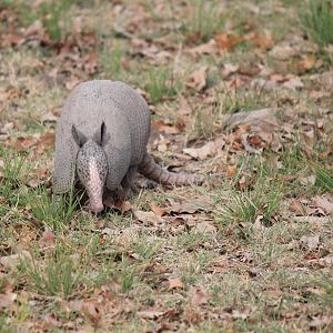 Nine-Banded Armadillo