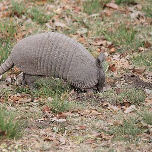 Nine-Banded Armadillo
