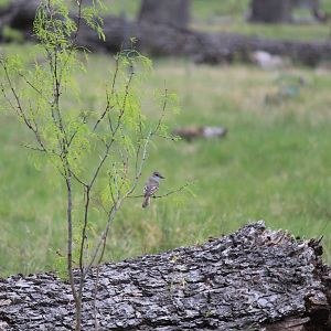 Ash-Throated Flycatcher