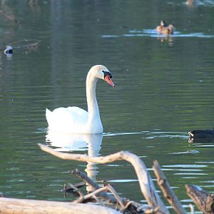 Mute Swan