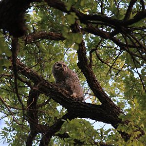 Barred Owl