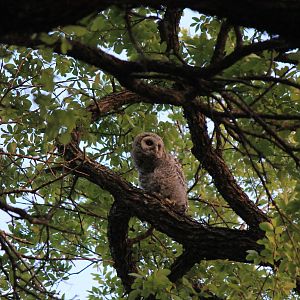 Barred Owl