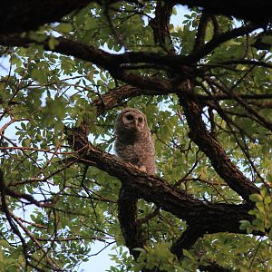 Barred Owl