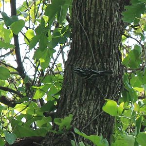 Black-and-White Warbler
