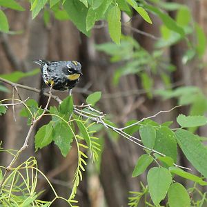 Audobon's Yellow-Rumped Warbler