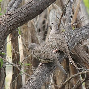Inca Doves