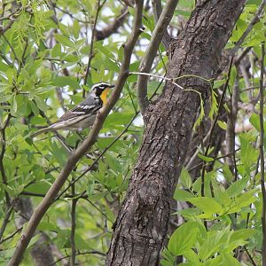 Yellow-Throated Warbler
