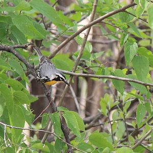 Yellow-Throated Warbler